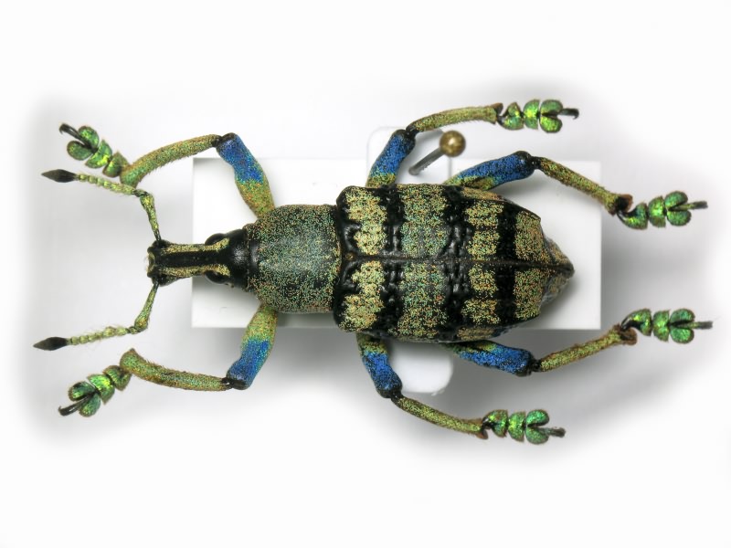 Eupholus schoenherri Guérin-Méneville, 1830